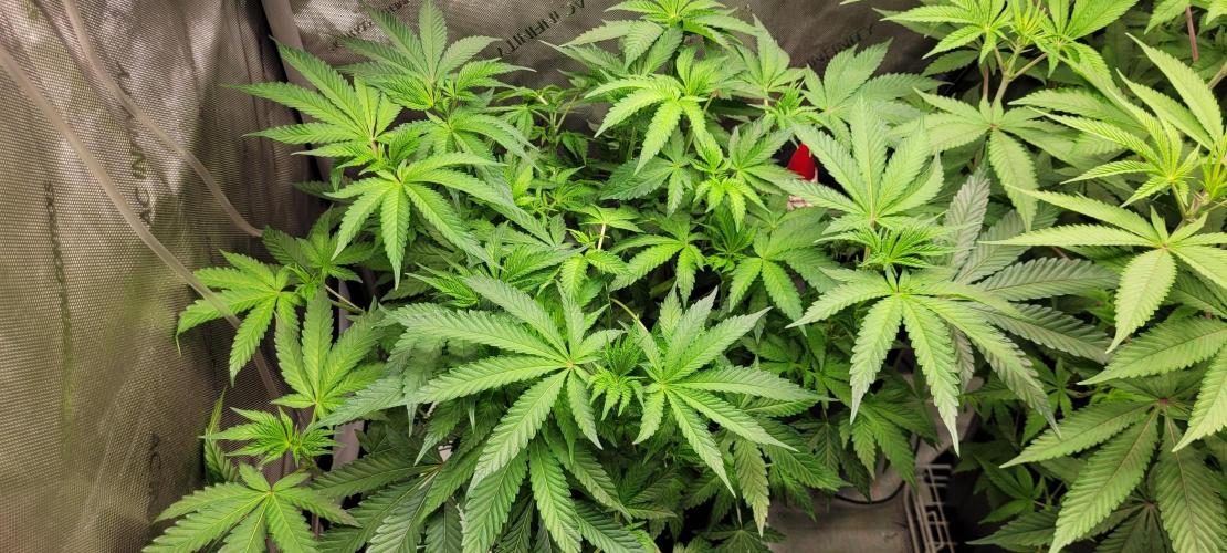 3rd Coco grow. Week 7