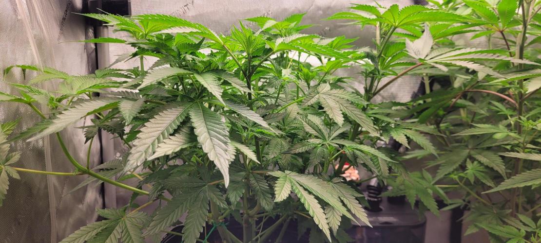 3rd Coco grow. Week 7