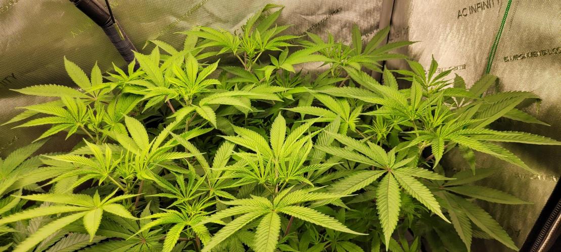 3rd Coco grow. Week 7