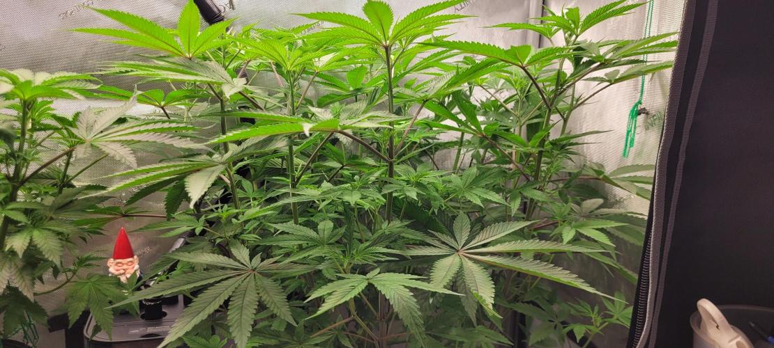 3rd Coco grow. Week 7