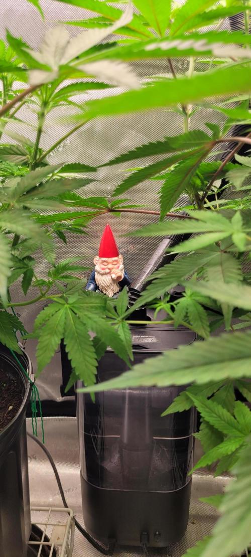 3rd Coco grow. Week 7