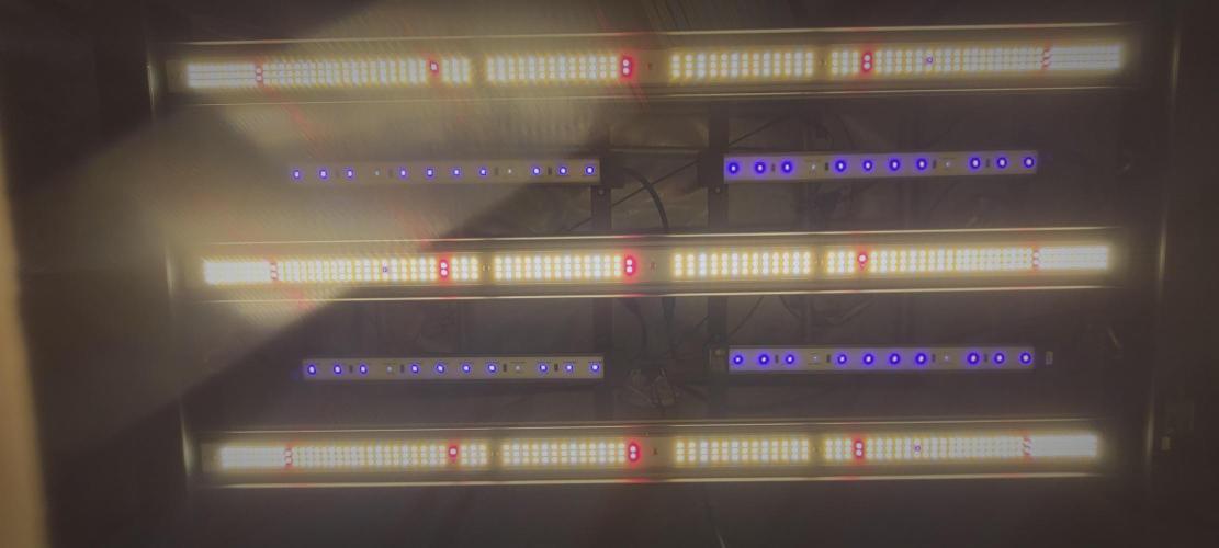 3rd Coco grow. Week 7