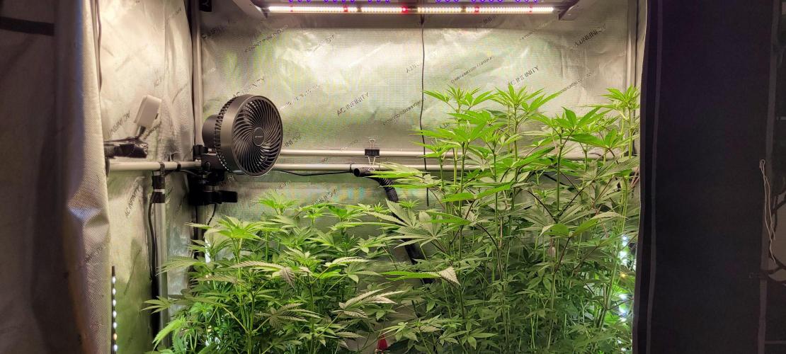 3rd Coco grow. Week 8