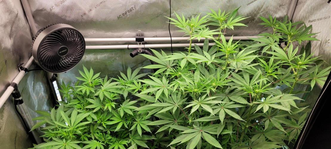 3rd Coco grow. Week 8