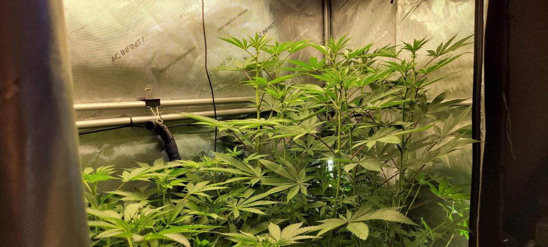 3rd Coco grow. Week 8