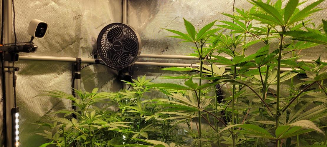 3rd Coco grow. Week 8