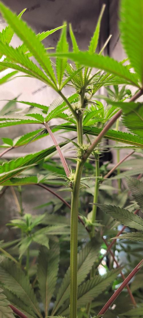 3rd Coco grow. Week 8