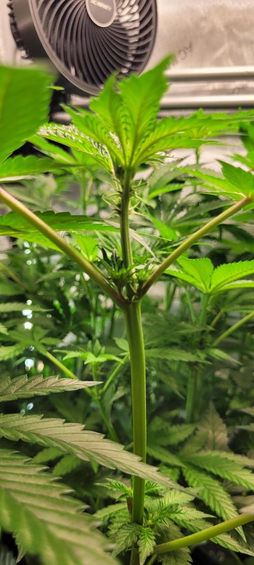 3rd Coco grow. Week 8