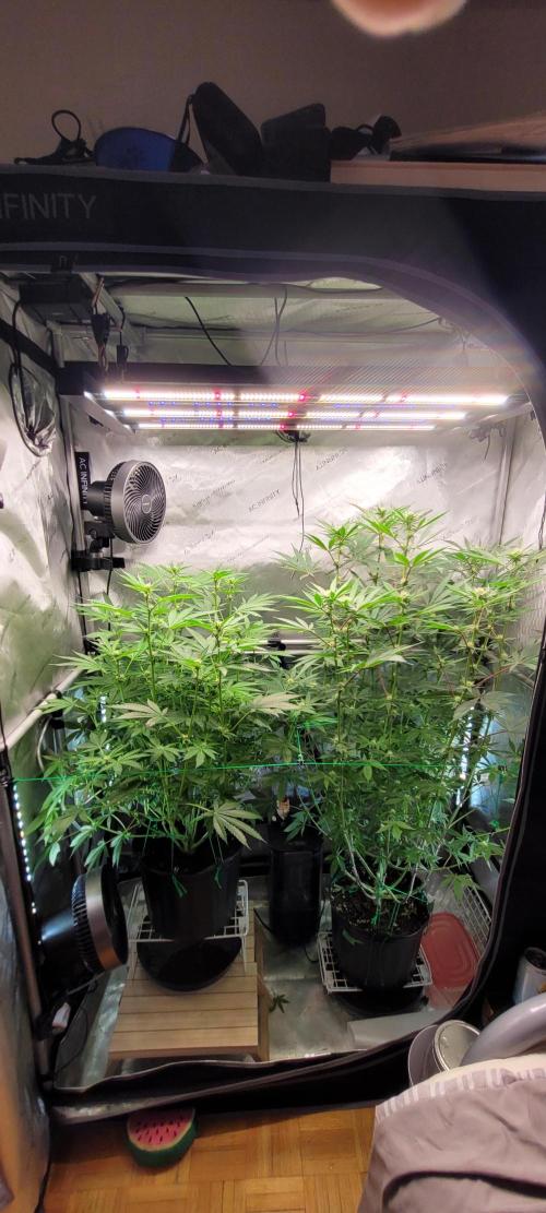 3rd Coco grow. Week 9