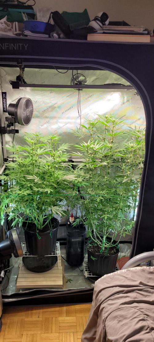 3rd Coco grow. Week 9