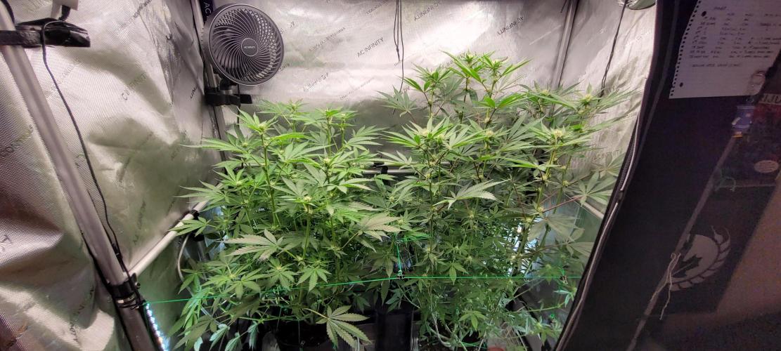 3rd Coco grow. Week 9