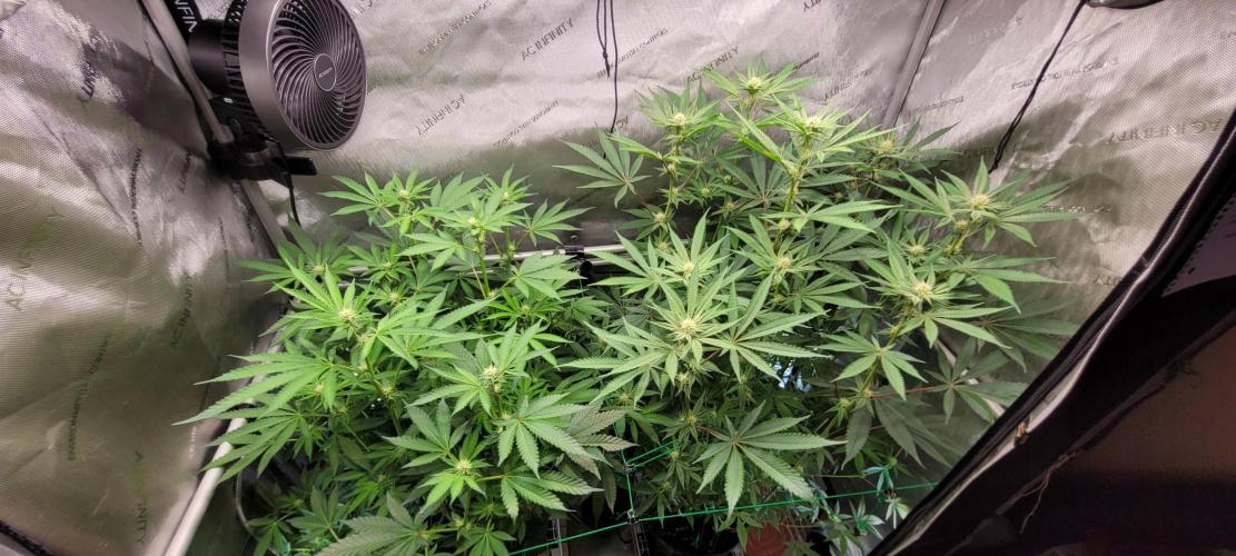 3rd Coco grow. Week 9