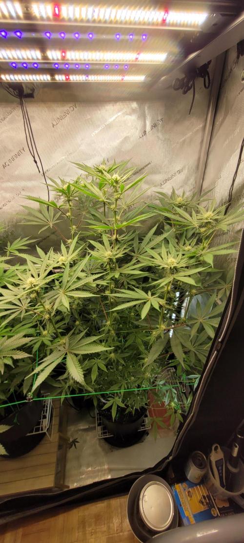 3rd Coco grow. Week 9