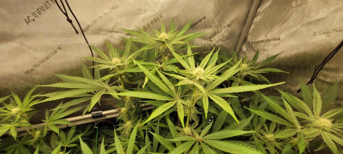 3rd Coco grow. Week 9