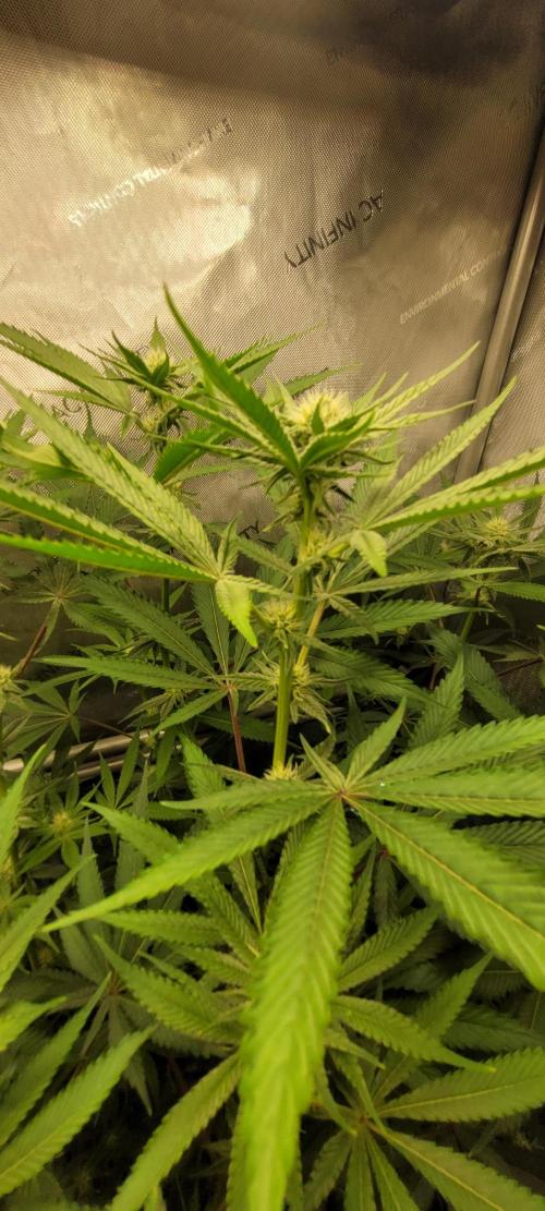 3rd Coco grow. Week 9