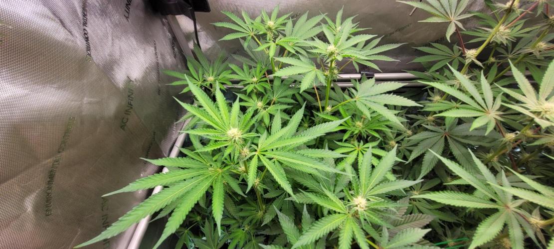 3rd Coco grow. Week 9