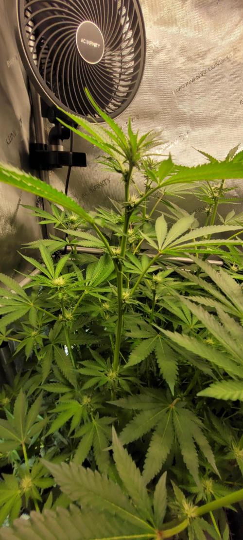 3rd Coco grow. Week 9