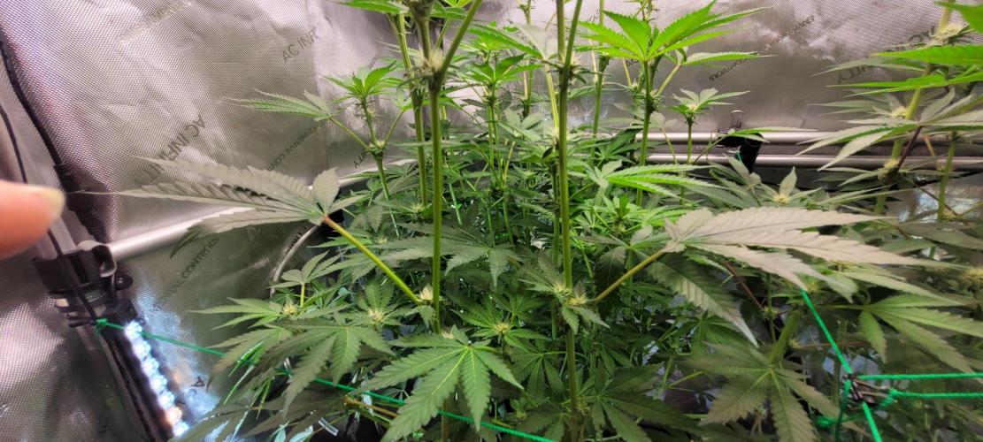 3rd Coco grow. Week 9