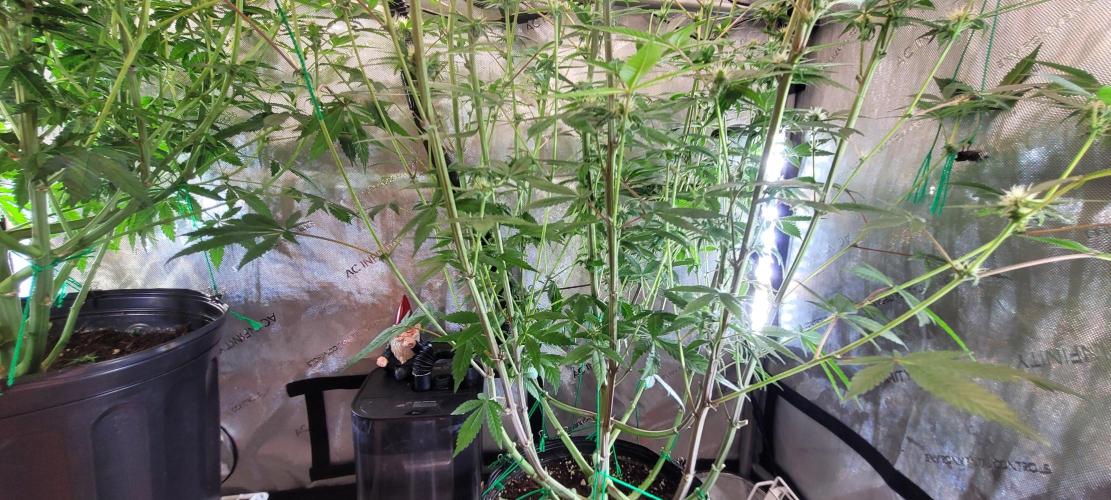 3rd Coco grow. Week 9