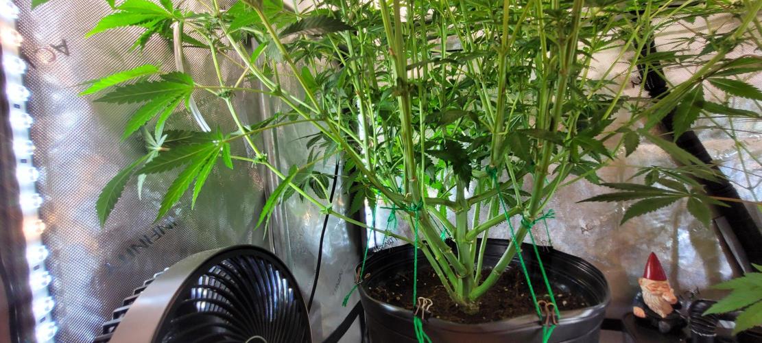 3rd Coco grow. Week 9