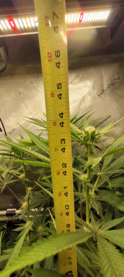 3rd Coco grow. Week 9