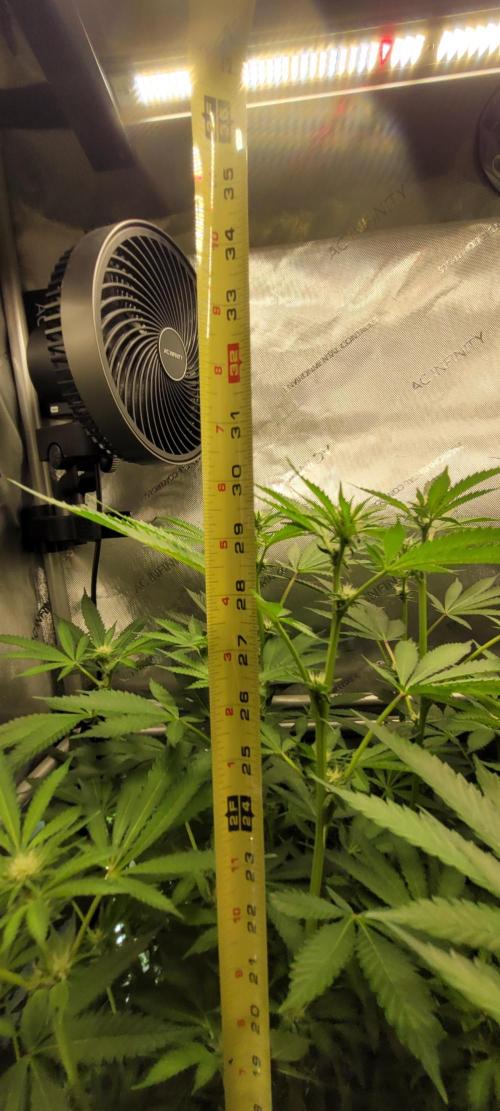 3rd Coco grow. Week 9