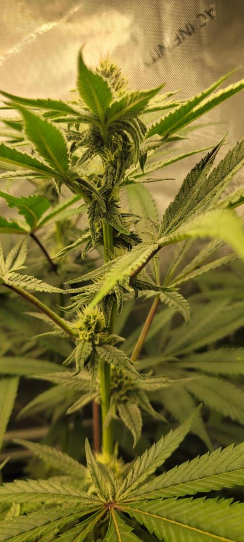 3rd Coco grow. Week 10