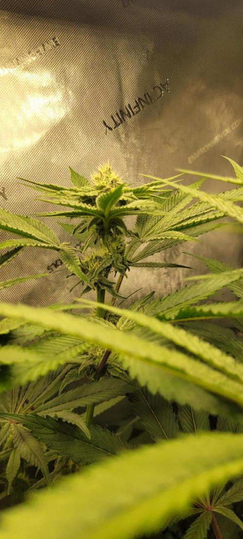 3rd Coco grow. Week 10