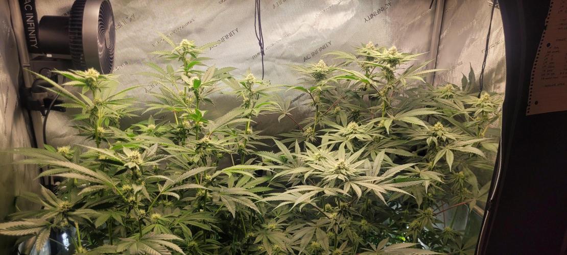 3rd Coco grow. Week 10