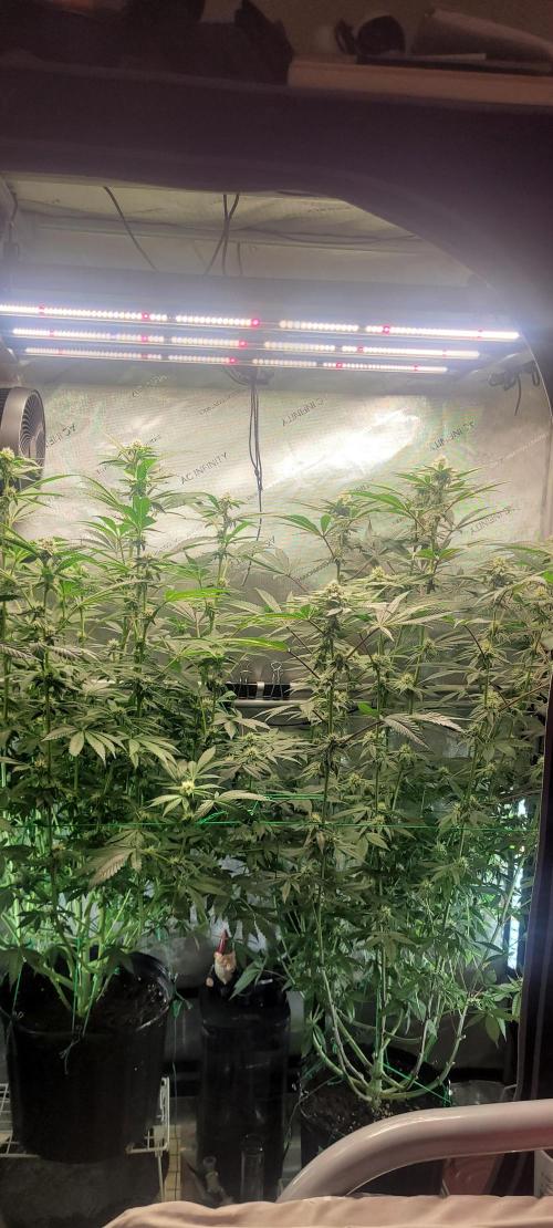 3rd Coco grow. Week 10