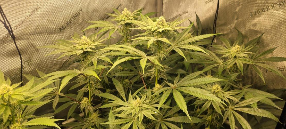 3rd Coco grow. Week 10