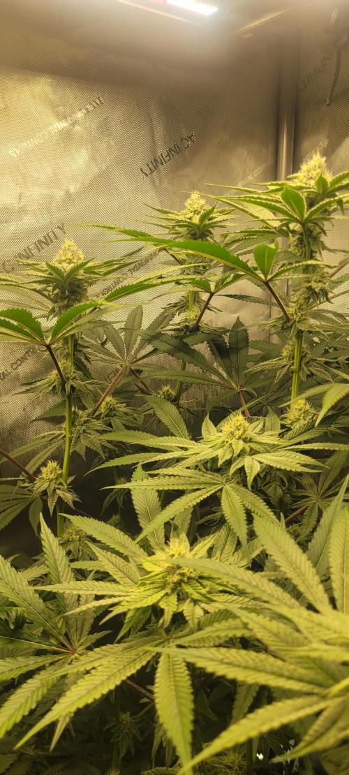 3rd Coco grow. Week 10