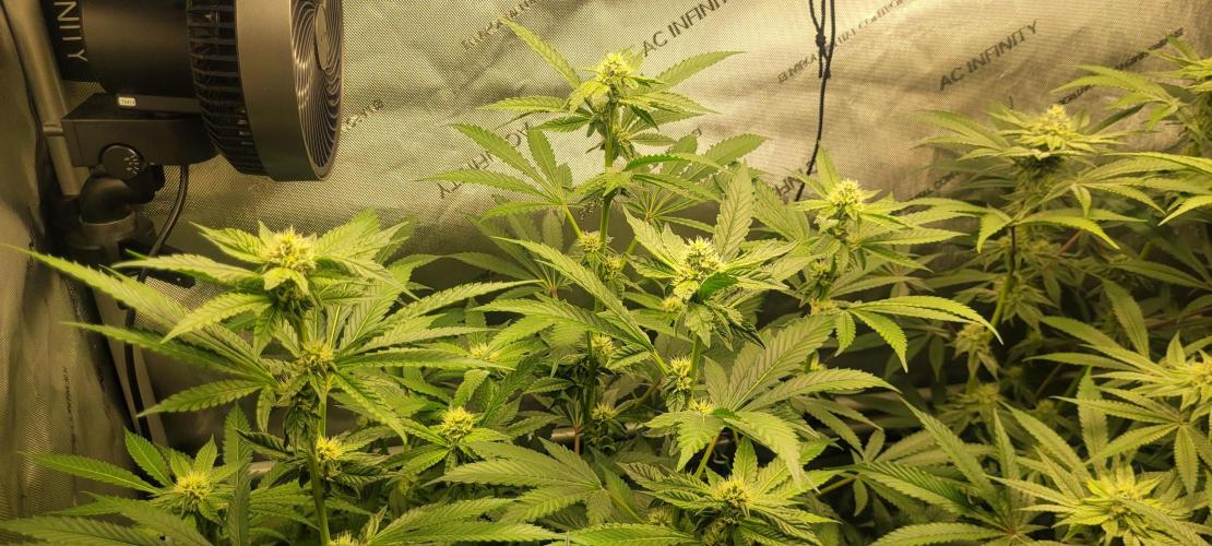 3rd Coco grow. Week 10