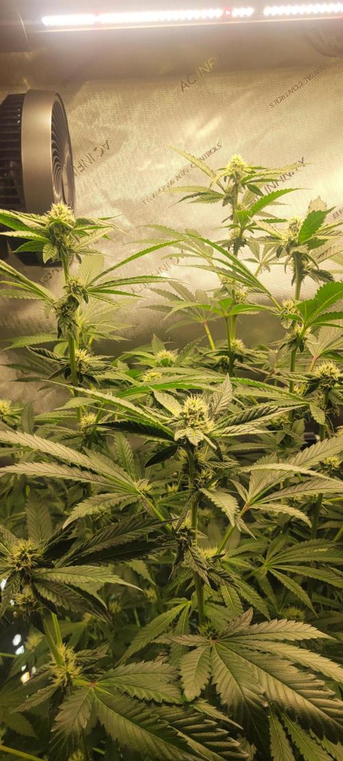 3rd Coco grow. Week 10