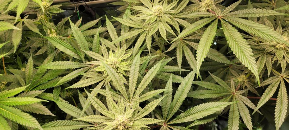 3rd Coco grow. Week 10