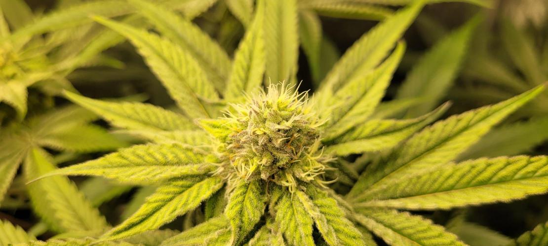 3rd Coco grow. Week 10