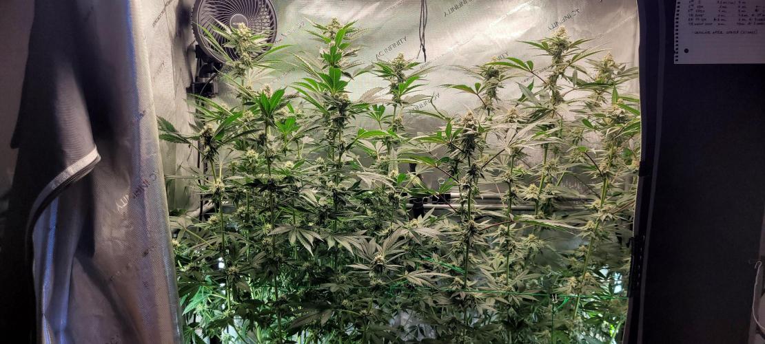 3rd Coco grow. Week 11