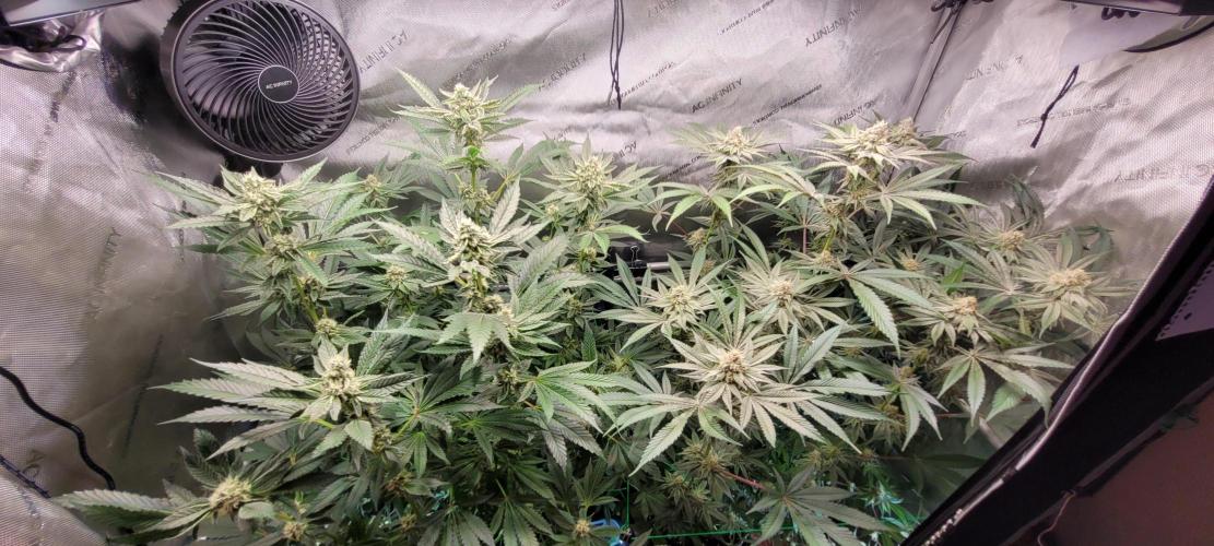 3rd Coco grow. Week 11