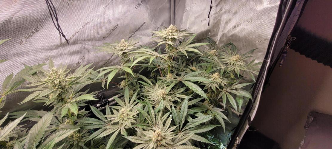 3rd Coco grow. Week 11