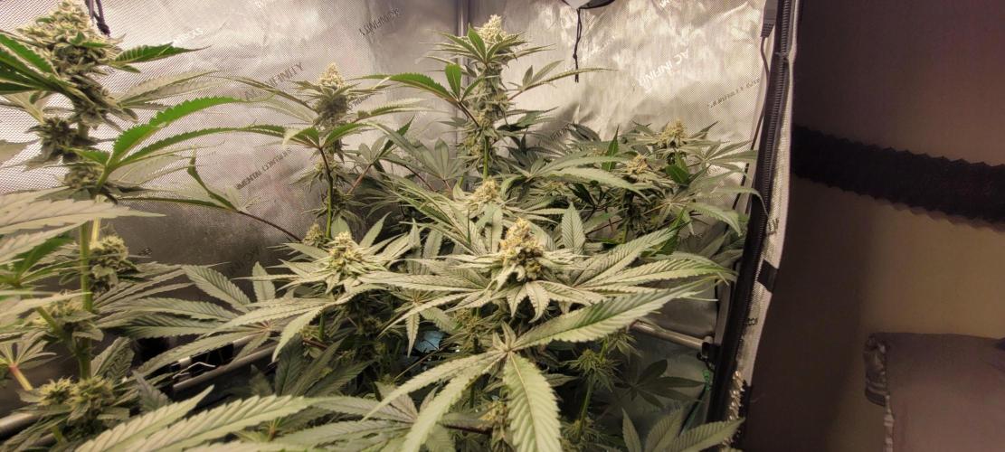 3rd Coco grow. Week 11