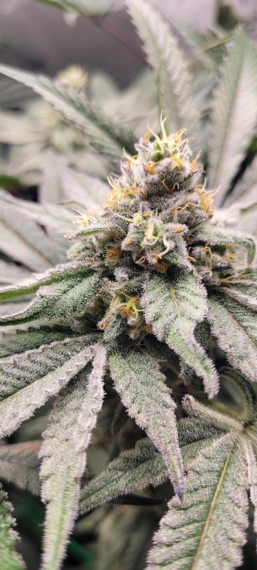 3rd Coco grow. Week 11