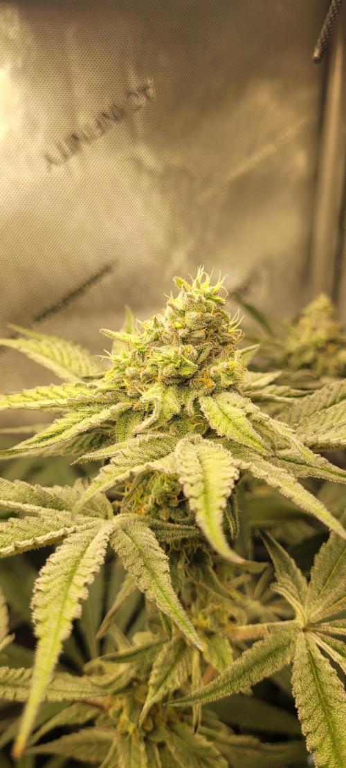 3rd Coco grow. Week 11