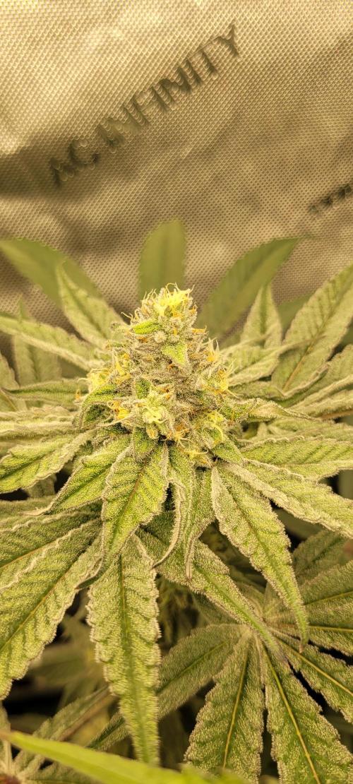 3rd Coco grow. Week 11