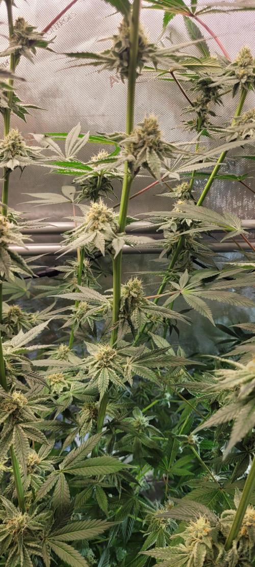 3rd Coco grow. Week 11