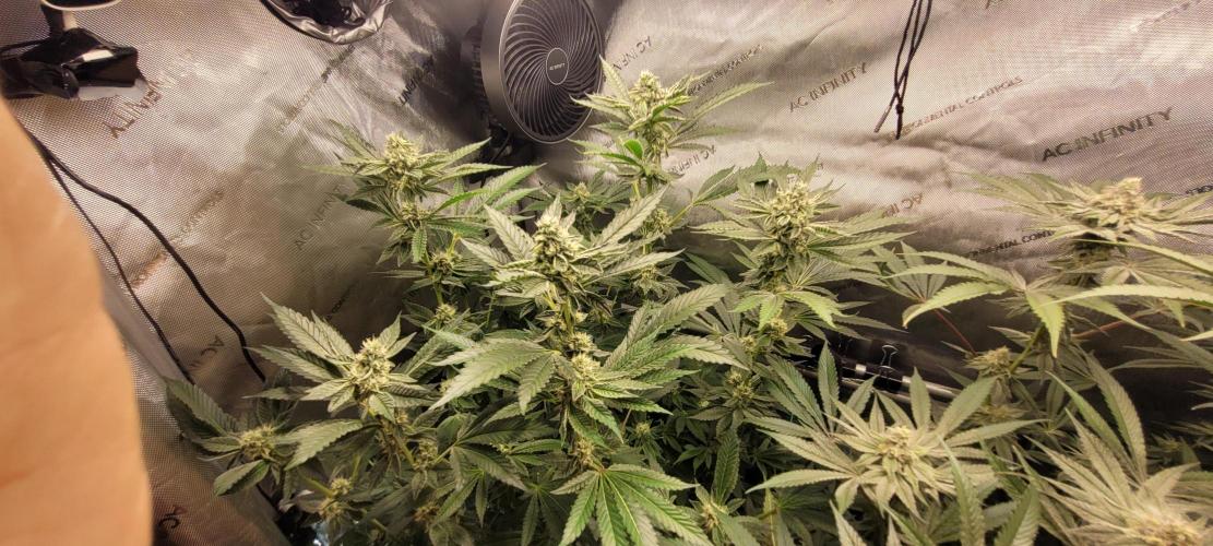 3rd Coco grow. Week 11