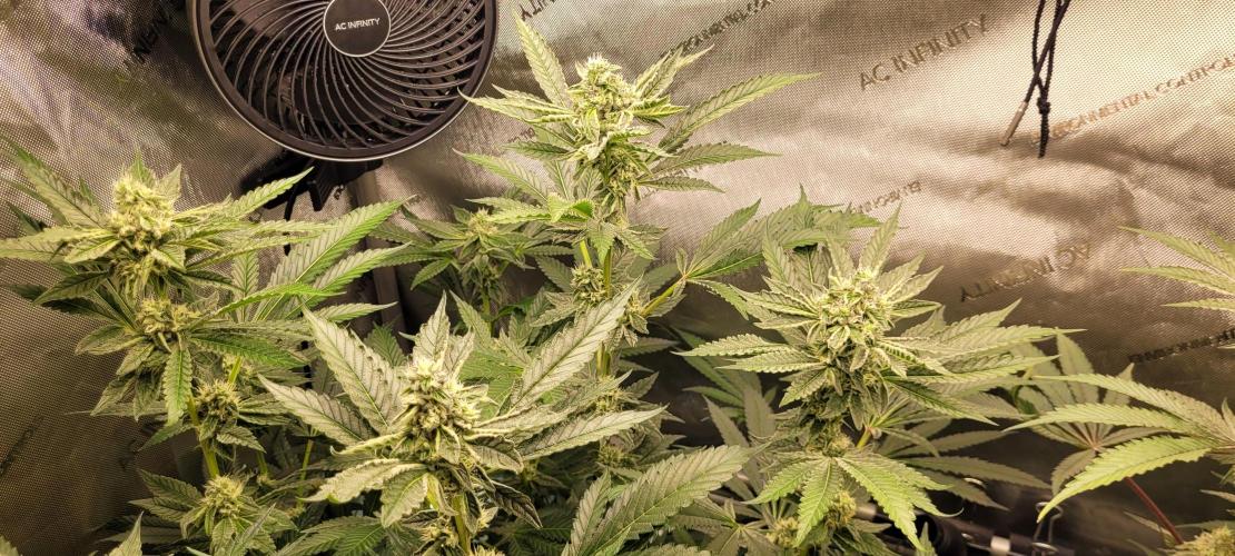 3rd Coco grow. Week 11