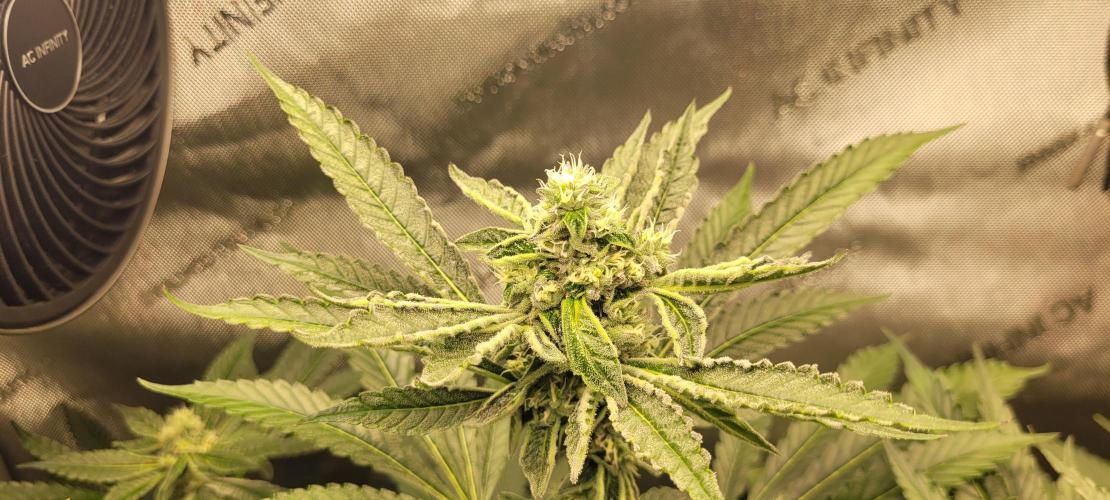 3rd Coco grow. Week 11