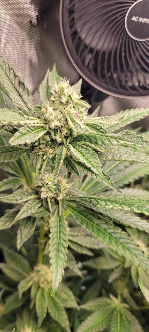 3rd Coco grow. Week 11