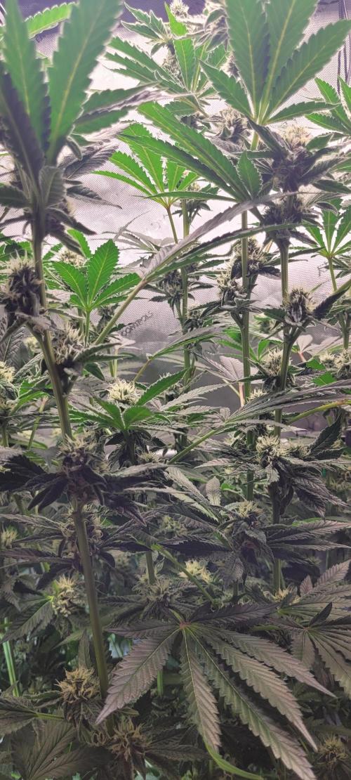 3rd Coco grow. Week 11