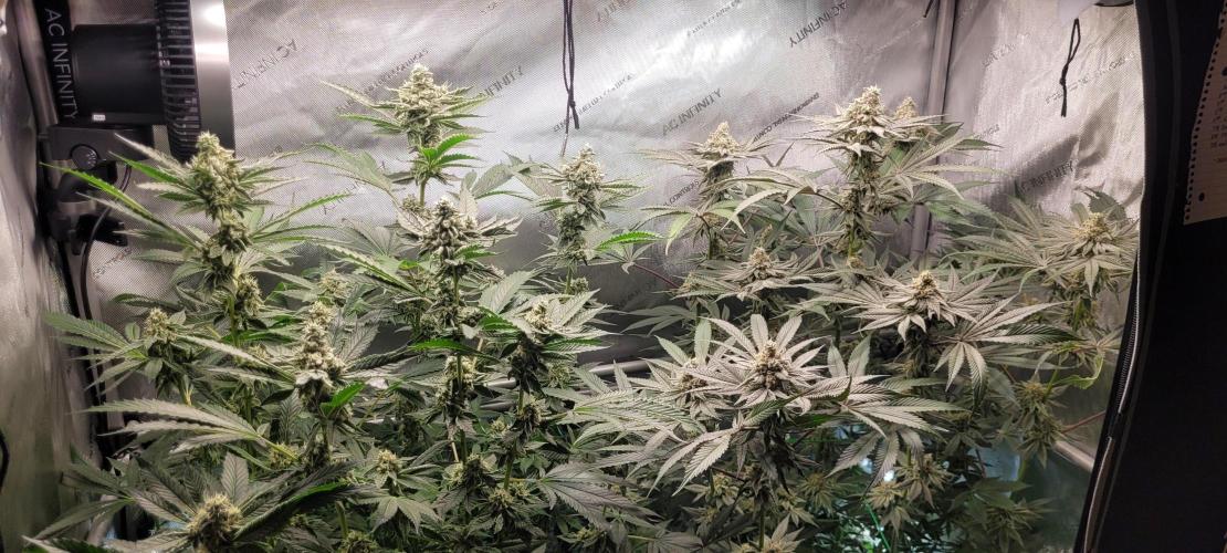 3rd Coco grow. Week 12